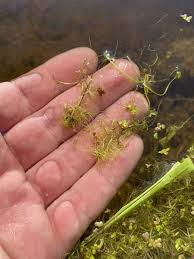 Image result for Wolffiella repanda