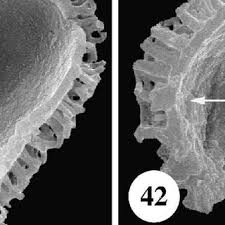 Image result for Fadogia schmitzii