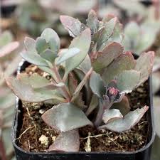 Sedum Sunsparkler® 'Plum Dazzled ...
