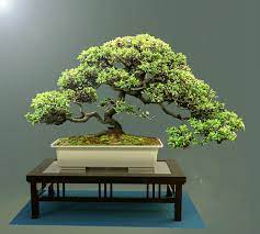 Bonsai Tree On Display 3d Cad Model Library Grabcad