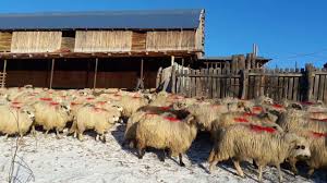 Смотреть видео oi turcane de vanzare на v4k бесплатно. Oi È›urcanu De Vanzare Youtube