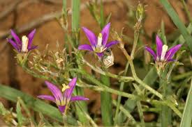 Image result for Wahlenbergia denticulata