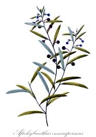 Image result for Afrohybanthus enneaspermus