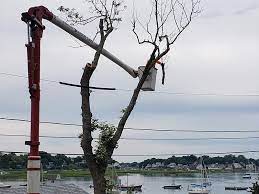 The first step in pruning a tree, before making and cuts to change the shape or size of a tree, is to remove any dead, diseased or broken branches. Gloucester Tree Services Jb Perry S Arbor Care Tree Co Inc