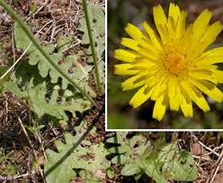 Image result for Hypochaeris radicata