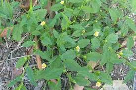 Image result for Sida urens