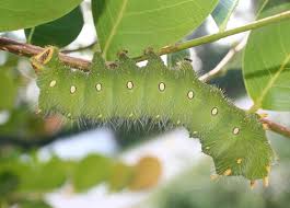 A place to post pictures, stories, and more about moths across the world. Imperial Moth Caterpillar What S That Bug