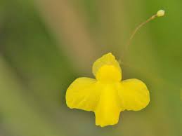 Image result for Utricularia subulata