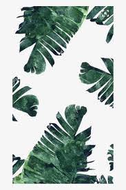 A cup of matcha, herbal or green tea in close up on saucer staying on map. Collection Of Free Transparent Leaf Aesthetic Download Green And White Backgrounds Plants Transparent Png 660x1157 Free Download On Nicepng