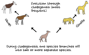 Anagenesis And Cladogenesis Definitions And Differences