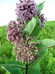 030 Milkweed Plant Butterfly Plants Plants