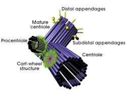 Check spelling or type a new query. The Cell More Information Centrosome Atlas Of Plant And Animal Histology