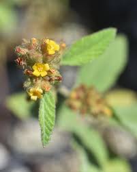 Image result for Waltheria indica