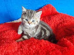 Продается британский котенок окраса шоколадный мраморный BRI b 22 Miami  MeowClub *BY - купить британскую кошку с документами из питомника в Минске