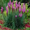 You can extend the blooming season of your plant by deadheading. Https Encrypted Tbn0 Gstatic Com Images Q Tbn And9gcrzmnidsfjuvdogcndbvyzs874kiuivj8ot5puuinw7lpywj0fg Usqp Cau