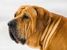 Originally developed to trace runaway slaves in the brazilian jungles, today it's treasured mostly as an intrepid. El Fila Brasilero Presa Brasileno Todo Sobre Esta Raza De Perros