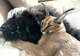 We did not find results for: Photos This Couple Owns A Caracal Cat