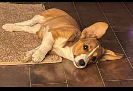 Mesa county lost and found pets