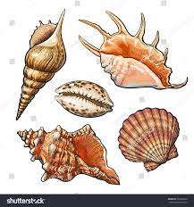 ensemble de differents coquillages mer image vectorielle stock libre droits 536606500 coloriage keith haring dansant