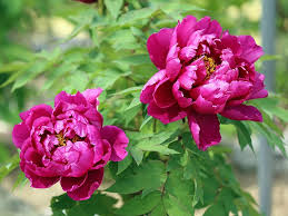 The key to growing spectacular peonies is getting them planted correctly. Growing Peonies How To Plant Care For Peony Flowers Garden Design