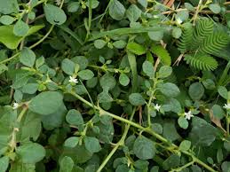 Image result for Trianthema