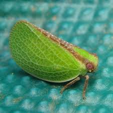 Image result for Rhamphicarpa brevipedicellata