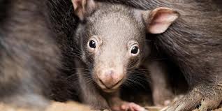Wombats are australian marsupial mammals that have very short muscular legs and are the closest relative to the koala. Duisburg Wombat Baby Ist Publikumsliebling In Duisburg Rheinische Anzeigenblaetter De