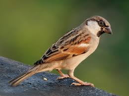 Image result for चिड़िया दाना खाती
