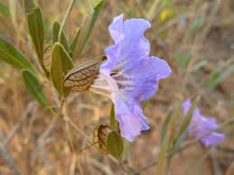 Image result for Petalidium bracteatum