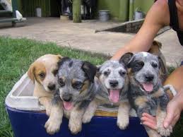 Pin On Australian Cattle Dog Blue Heeler Red Heeler Puppies