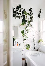 60 Marvelous Indoor Vines And Climbing Plants Decorations Hoommy Com Home Decor Indoor Vines Bathroom Plants