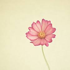 Pink Floral Print Minimal Flower Print Botanical Photography Stay The Same Birth Flower Tattoos Cosmos Tattoo Flower Art