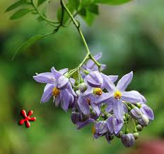 Image result for Solanum seaforthianum