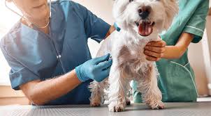 In most cases this is a cheaper way to buy a puppy. Cardiology Services For Pets Near Me 34465 Countryside Animal Clinic