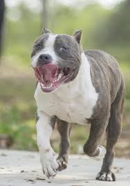 Voir plus d'idées sur le thème chien pitbull, chien, animaux. Chien American Bully Caracteristiques Et Photos