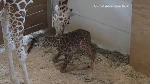 Animal adventure park's johari & oliver giraffe cam during the day, enjoy the view from our feeding deck! April The Giraffe Is Going On Birth Control Abc7 Chicago