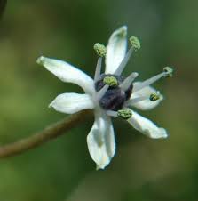 Image result for Schizocarphus nervosus