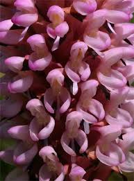 Image result for Disa fragrans