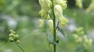 Aconitum Stock Videos Royalty Free Aconitum Footage Depositphotos