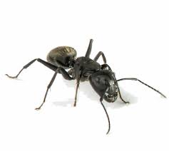 Please call for a quote as to accurately give you a price i need to know how many beds, lounges and. Competitive Pest Control Price Masters Pest Control Sydney