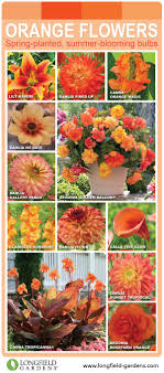 Use them in commercial designs under lifetime, perpetual & worldwide rights. 17 Orange Yellow Flowers Ideas Longfield Gardens Yellow Flowers Flowers