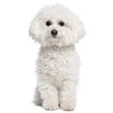 Maybe you would like to learn more about one of these? Bichon Frise Vs Shih Tzu Complete Breed Comparison