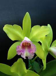 Kermie Beautiful Orchids Cattleya Orchid Orchid Flower