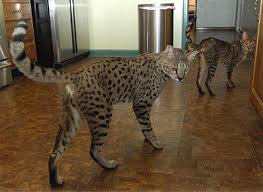 F4 savannah kittens for sale. Savannah Cat It S A Cat That Looks Like A Leopard With The Temperament Of A Dog Pics