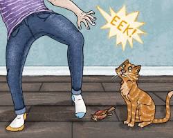 person giving a present to their catの画像