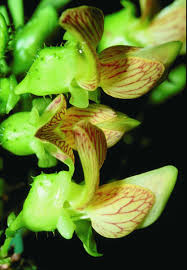 Image result for Ormocarpum