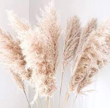 Dried Natural Beige Pampas Grass Grass Decor Pampas Grass Decor Pampas Grass