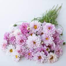 Cosmos Double Click Bicolor Rose Floret Flower Farm Flower Farmer Flower Farm Cosmos Flowers