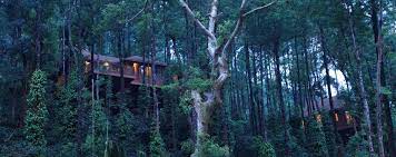 Our Luxury Cottages Are Often Mistaken For Tree Houses At Thetamaracoorg We Call It Nature Cottages Built On Stil Scarborough Castle Resort Adventure Tours