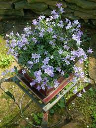 Campanula Bellflower The Creeping Crawling Kind Photo By S Wall These Lovely Bellshaped Flowers Are Sold Regularly At My Tr Bellflower Campanula Plants